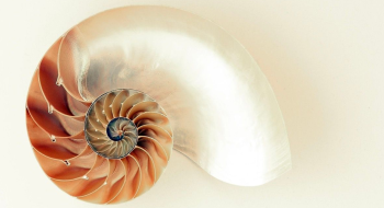 Chambered Nautilus